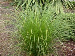 CAREX SECTA