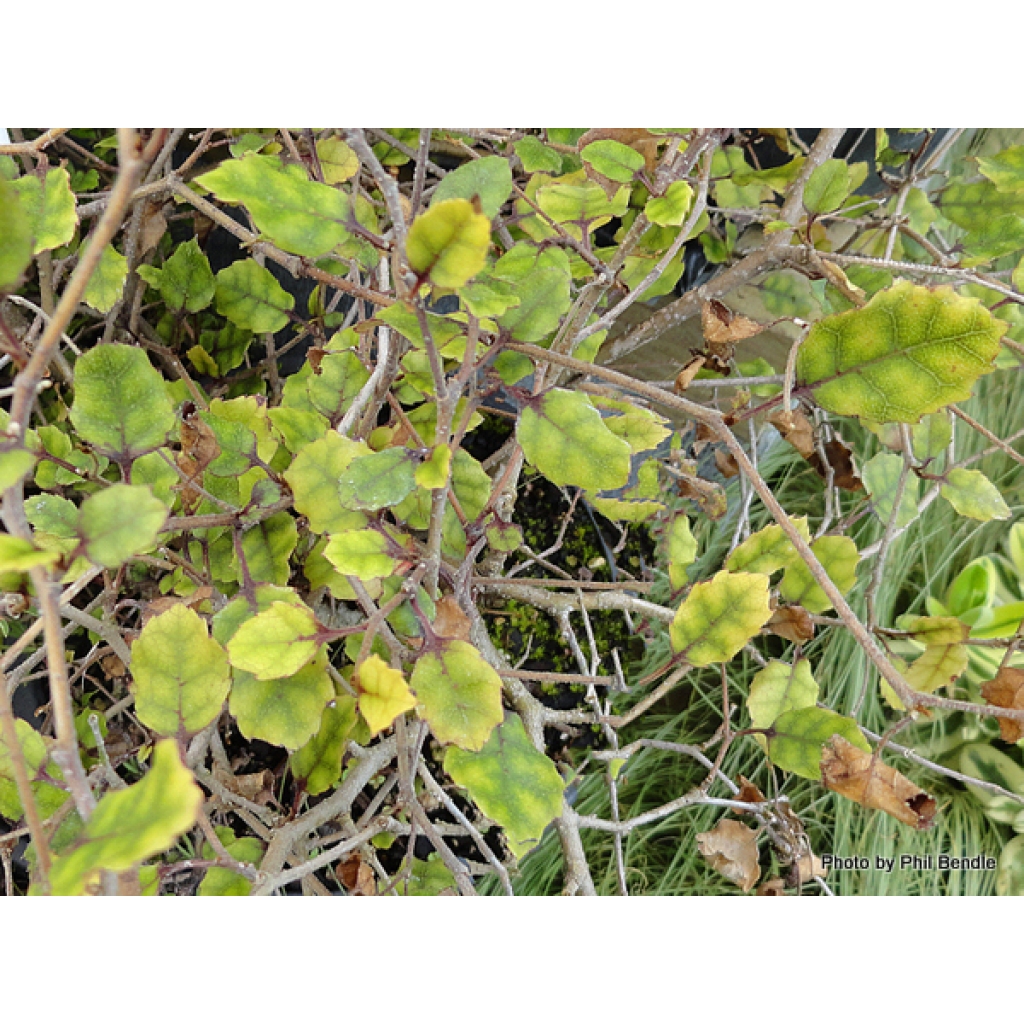 CARPODETUS SERRATUS 'PROSTRATA'