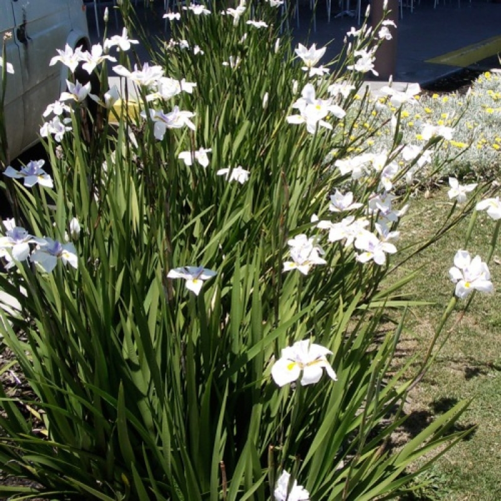 DIETES GRANDIFLORA