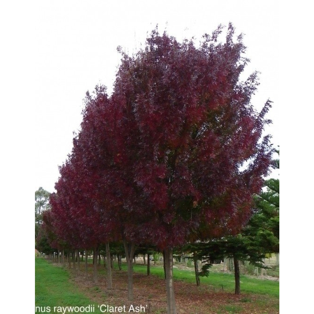 FRAXINUS OXYCARPA 'RAYWOODII'