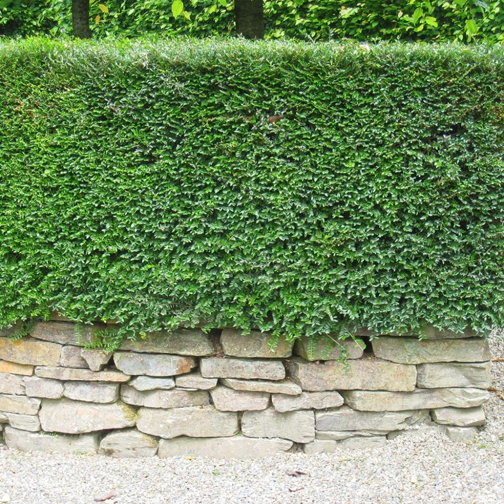 LONICERA NITIDA