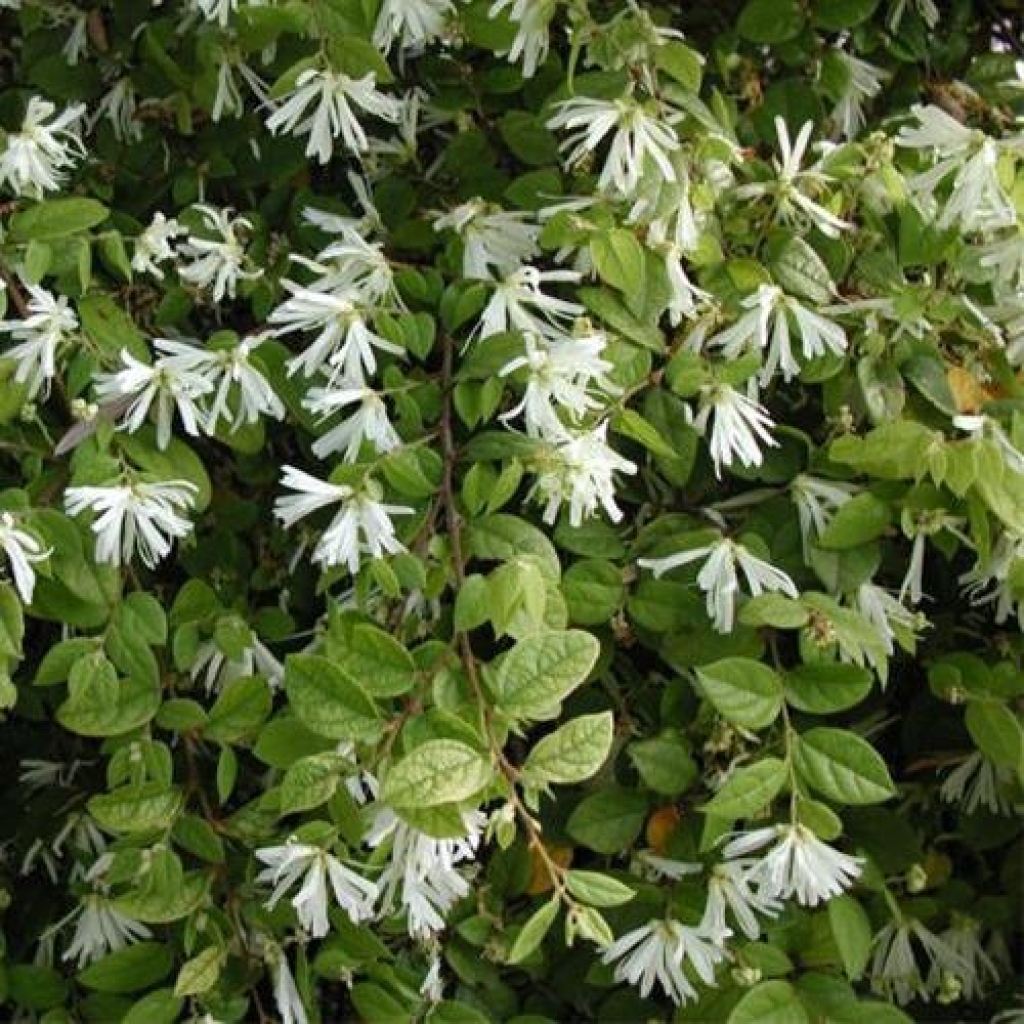 LOROPETALUM CHINENSE