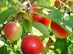 Edibles/Fruit Trees