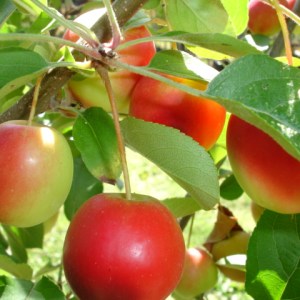 Edibles/Fruit Trees