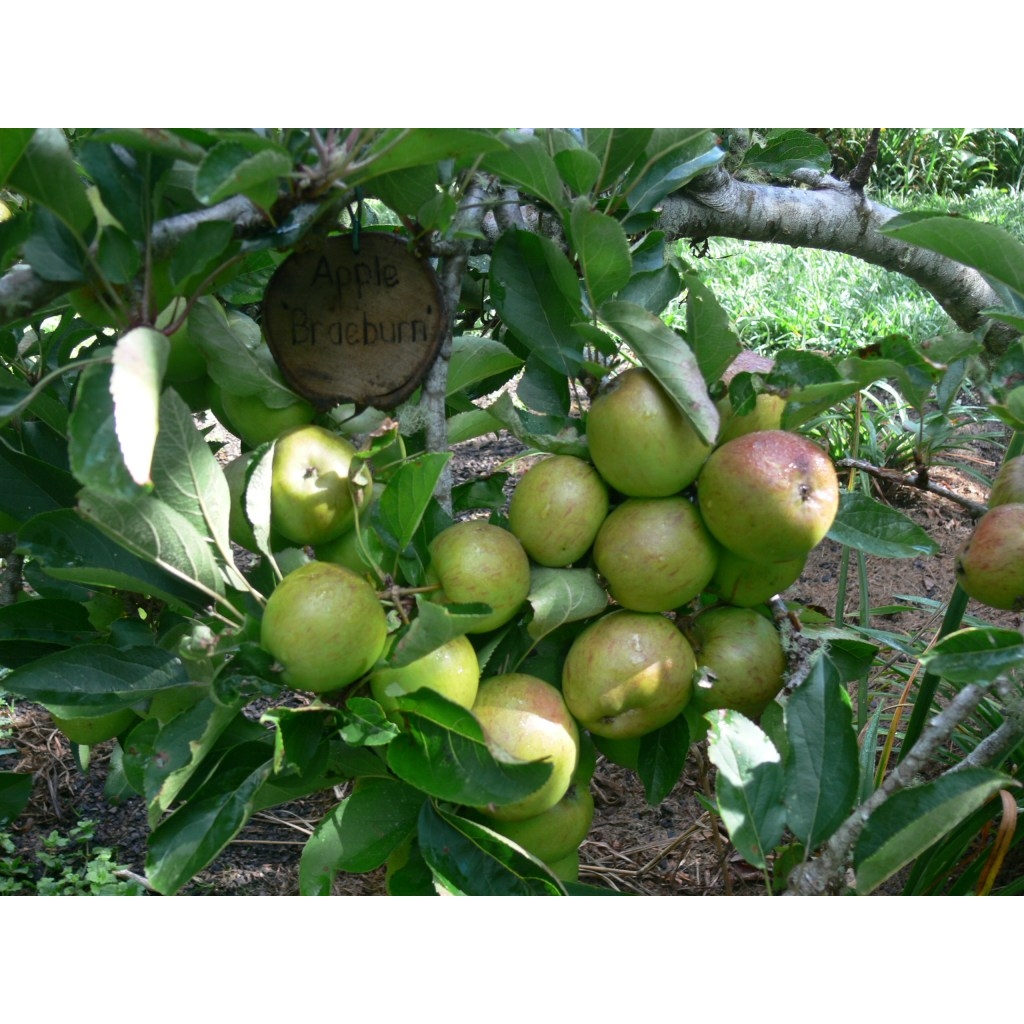 APPLE 'BRAEBURN'