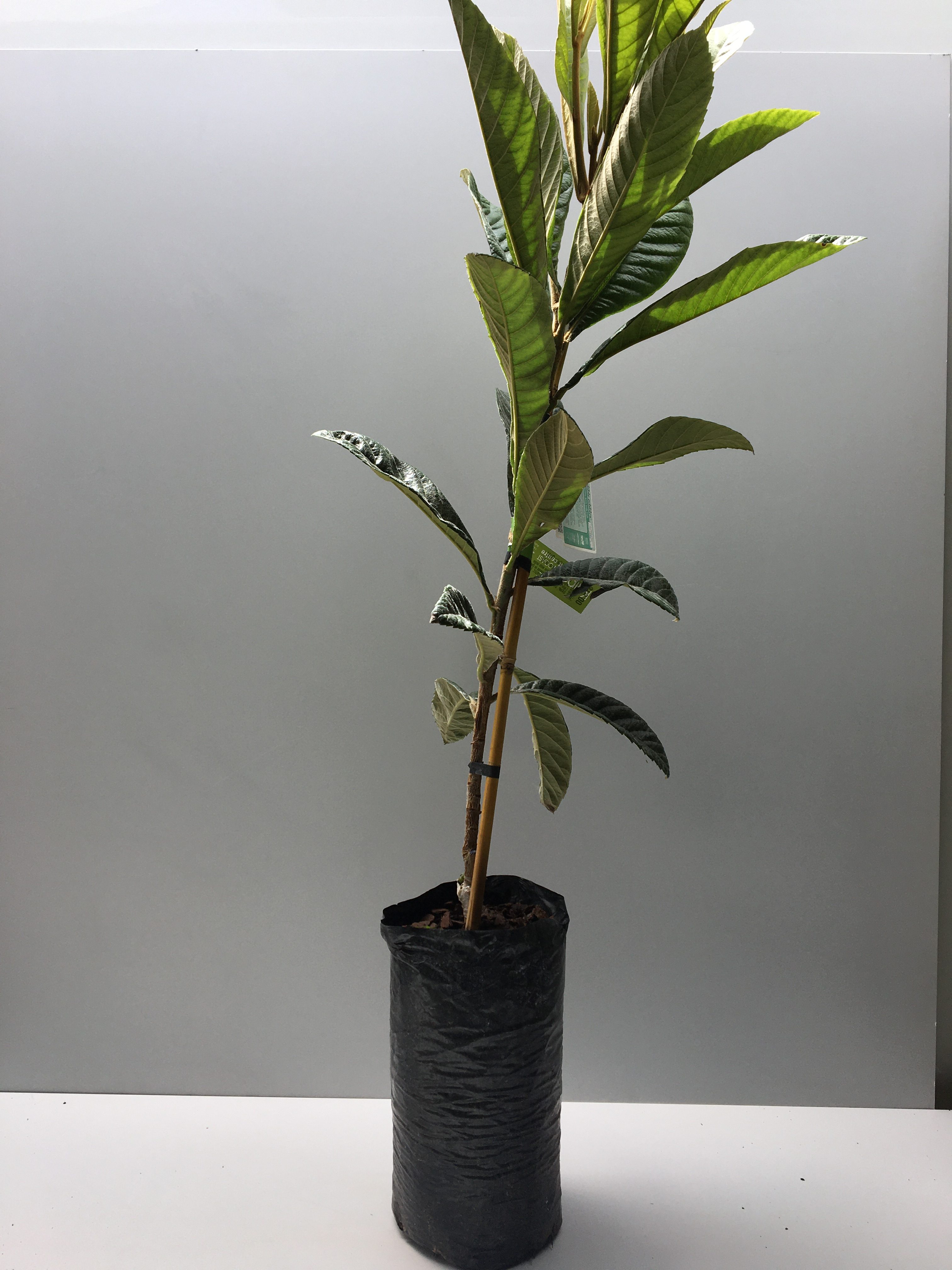 IMG_7839 Kaipara Coast Plant Centre & Sculpture Gardens