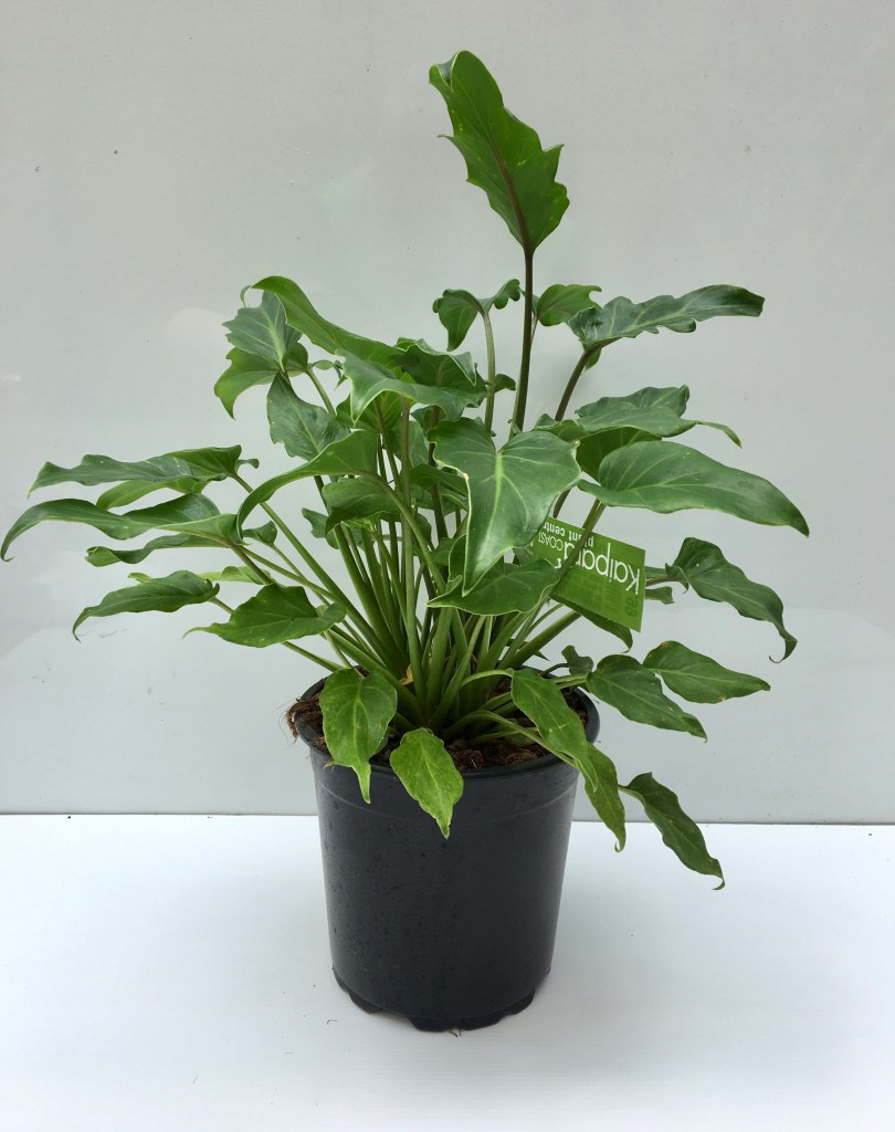 PHILODENDRON 'XANADU'