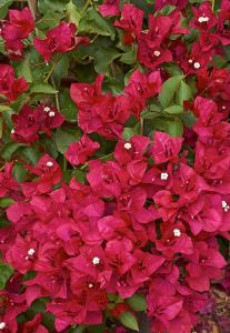BOUGAINVILLEA 'SCARLETT O'HARA'.