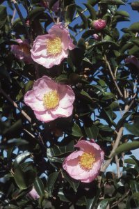 CAMELLIA 'PLANTATION PINK'
