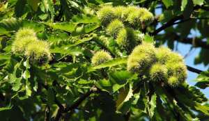 CHESTNUT SATIVA