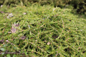 COPROSMA 'HAWERA'