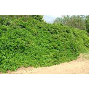 COPROSMA 'POOR KNIGHTS'
