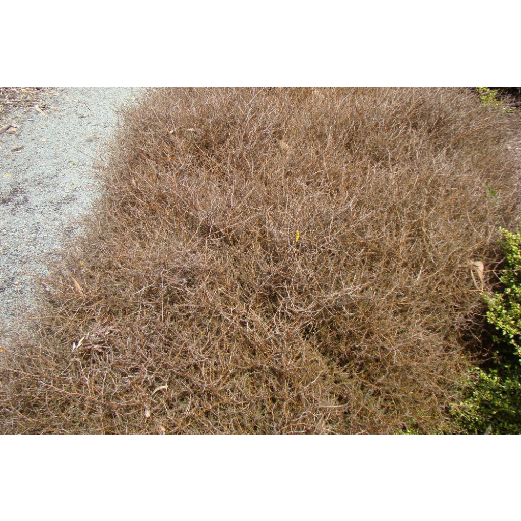 COPROSMA ACEROSA 'RED ROCKS'