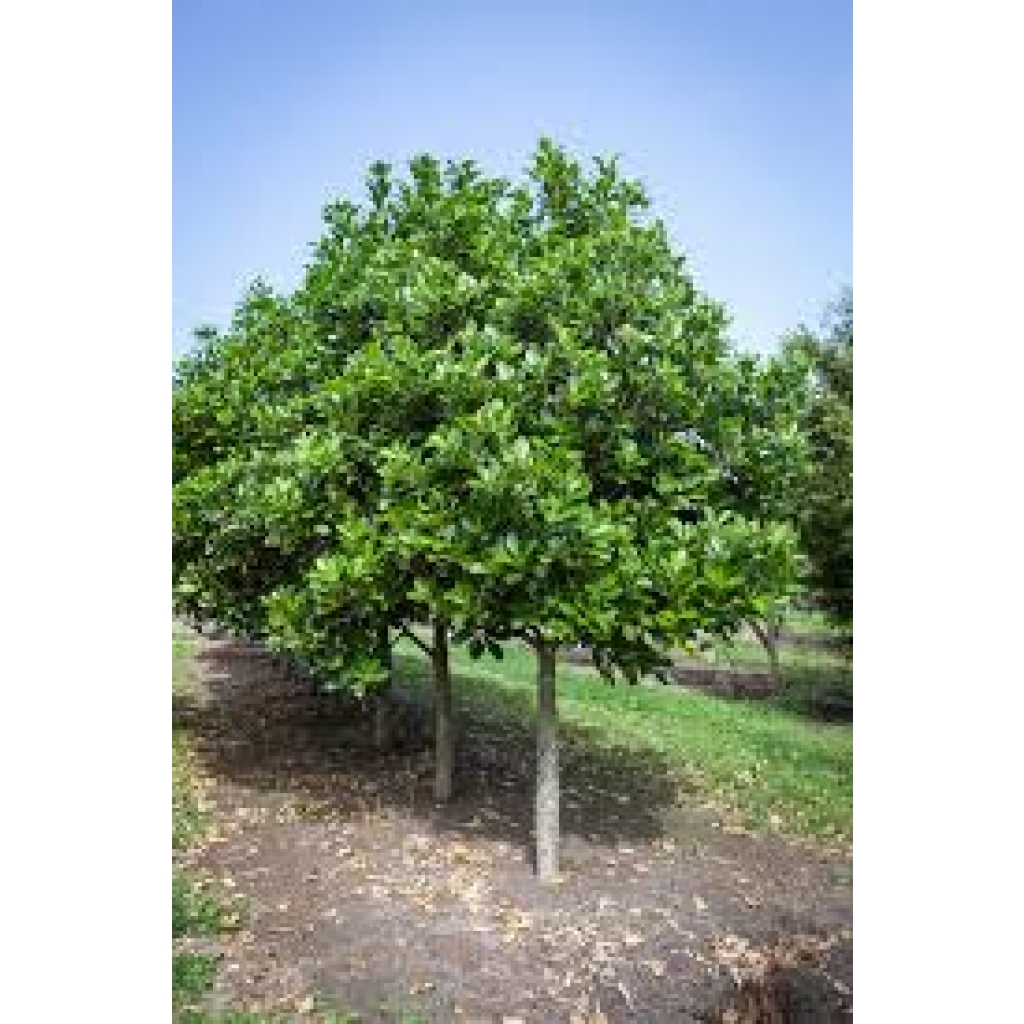 CORYNOCARPUS LAEVIGATUS