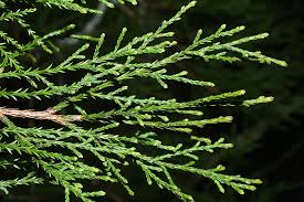 DACRYCARPUS DACRYDIOIDES