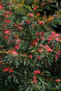 GREVILLEA 'ROBIN HOOD'