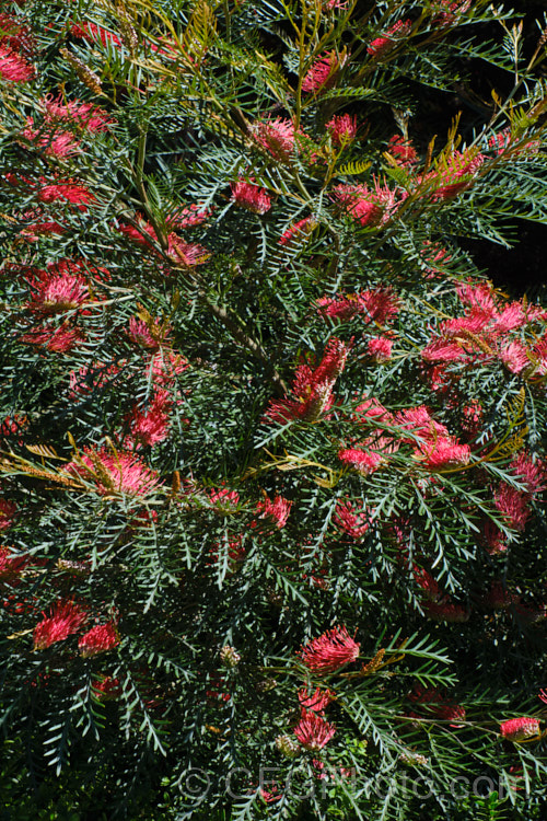 GREVILLEA 'ROBIN HOOD'