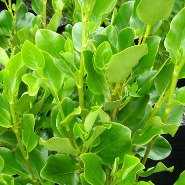 GRISELINIA LITTORALIS 'WHENUAPAI'