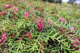 GREVILLEA 'BRONZE RAMBLER'