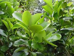 GRISELINIA LUCIDA 'AKAPUKA'