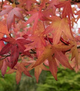 LIQUIDAMBAR STYRACIFLUA