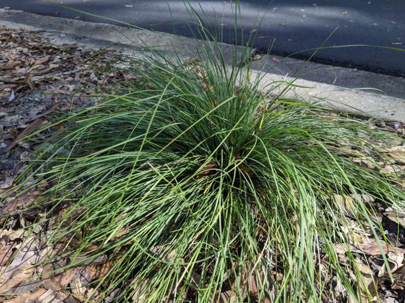 LOMANDRA 'EVERGREEN BABY'  PVR