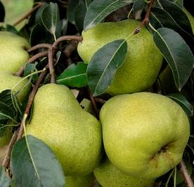 PEAR 'PACKHAMS TRIUMPH'