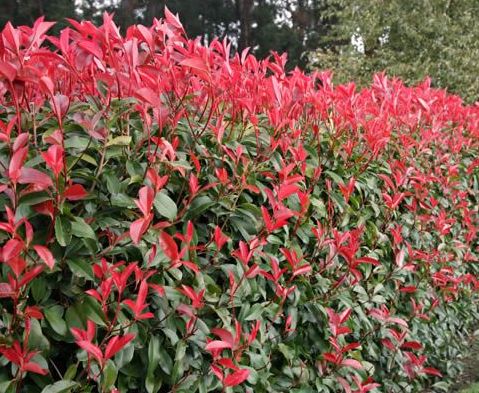 PHOTINIA ROBUSTA