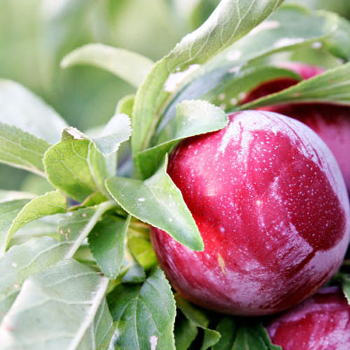 PLUM 'HAWERA'
