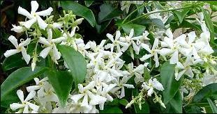 TRACHELOSPERMUM JASMINOIDES