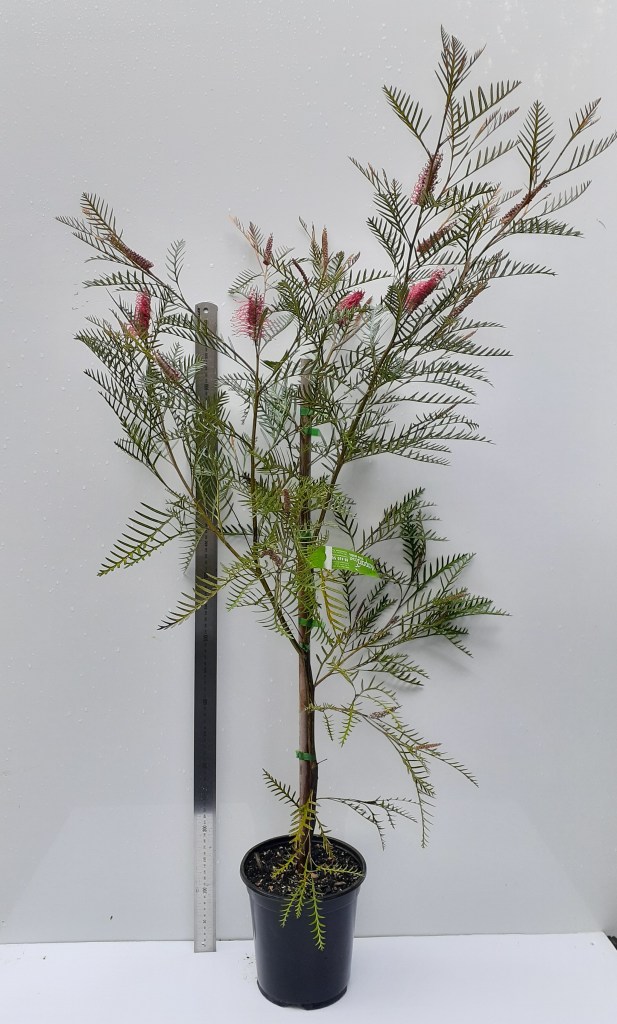 GREVILLEA 'ROBIN HOOD'