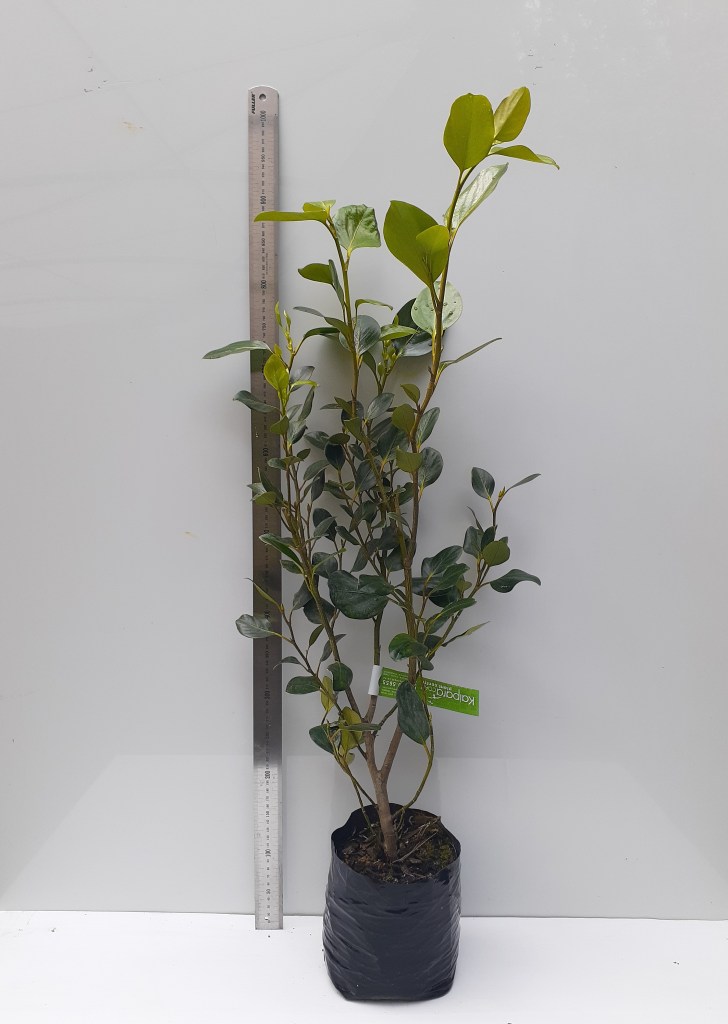 GRISELINIA LITTORALIS 'WHENUAPAI'