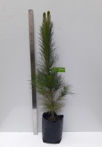 PINUS RADIATA