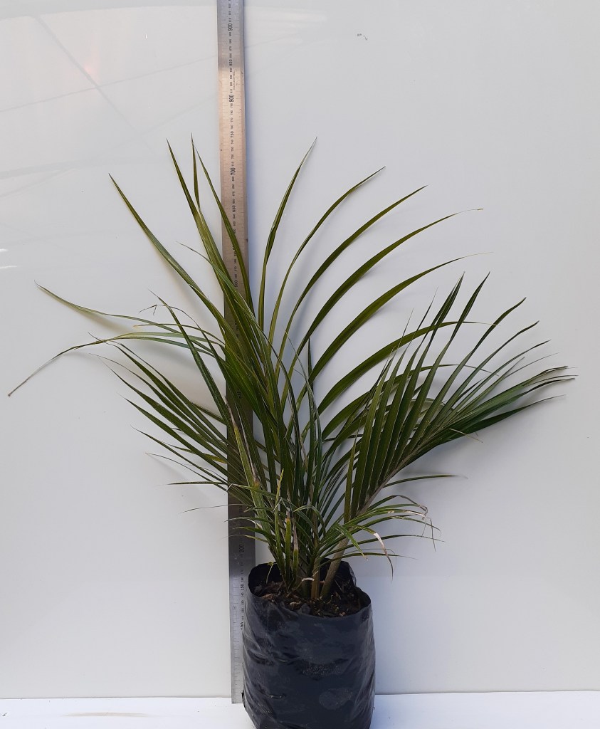 RHOPALOSTYLIS SAPIDA 'NIKAU'