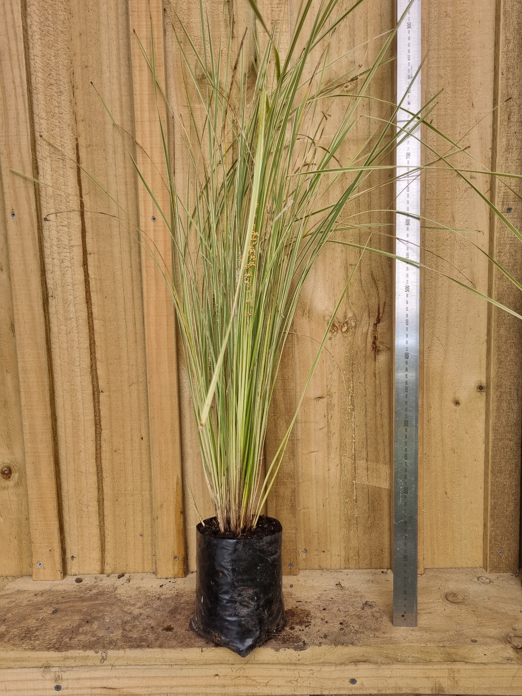 Lomandra_white_sands_2l Kaipara Coast Plant Centre & Sculpture Gardens