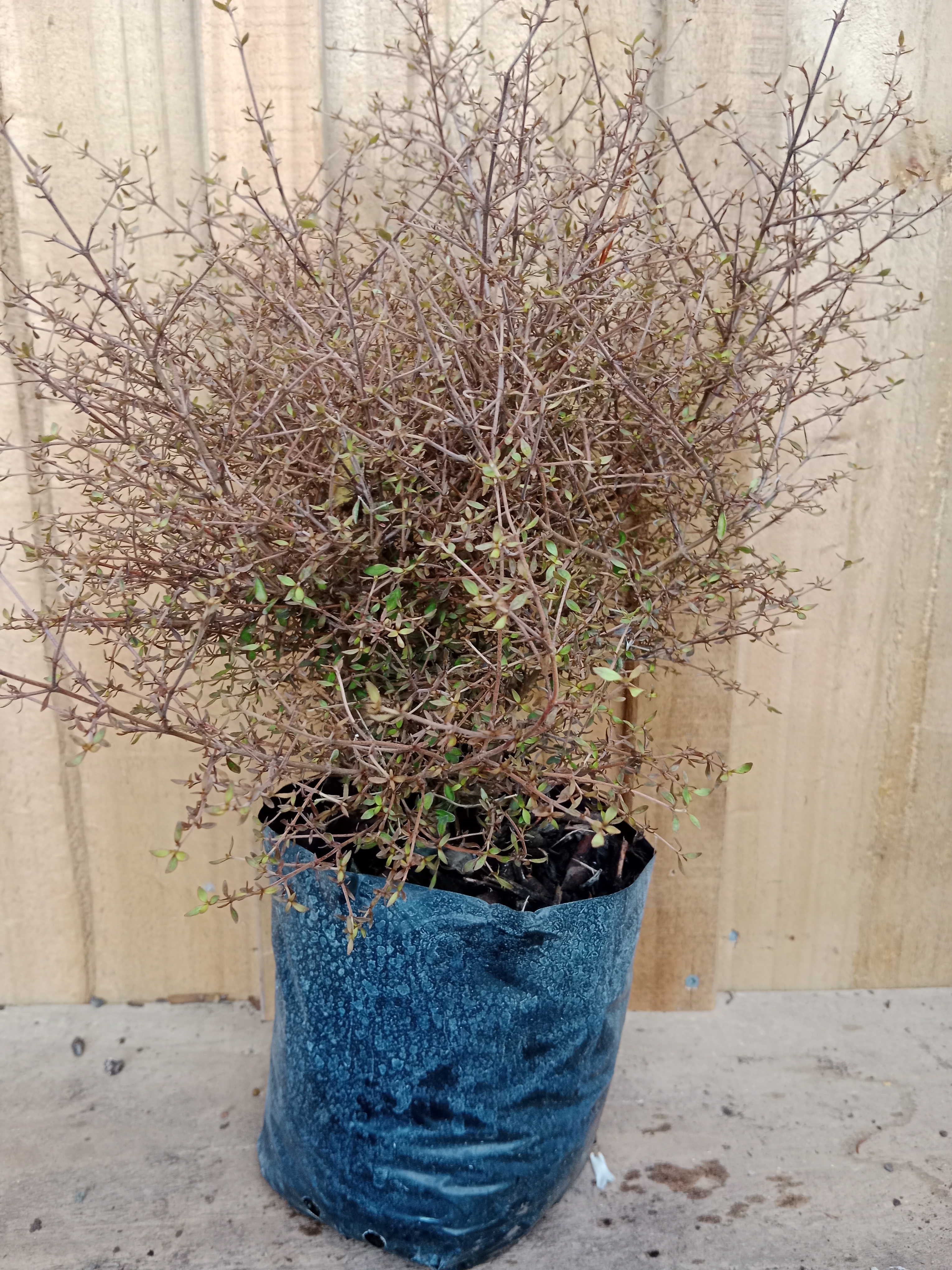 Coprosma_rhamnoides_3L – Kaipara Coast Plant Centre & Sculpture Gardens