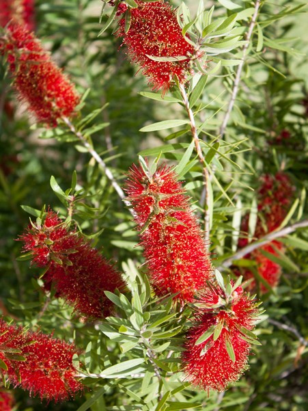 CALLISTEMON 'RED CLUSTER'