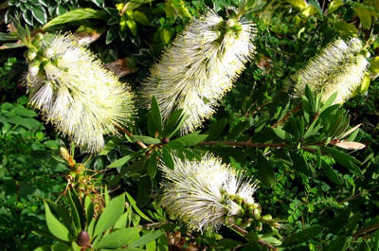 CALLISTEMON 'WHITE ANZAC'